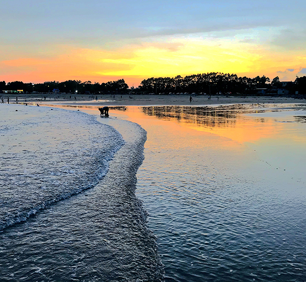 優(yōu)秀獎 趕海.jpg